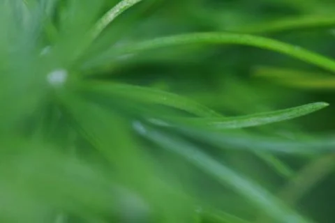 Leaves texture background , soft blur Stock Photos