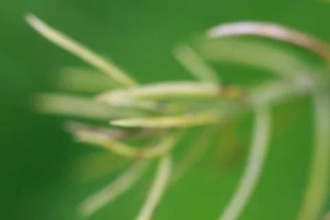 Leaves texture background , soft blur Stock Photos
