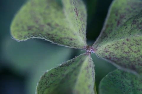 Leaves texture background , soft blur Stock Photos