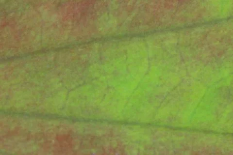 Leaves texture background , soft blur Foto stock