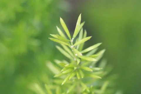 Leaves texture background , soft blur Stock-Fotos