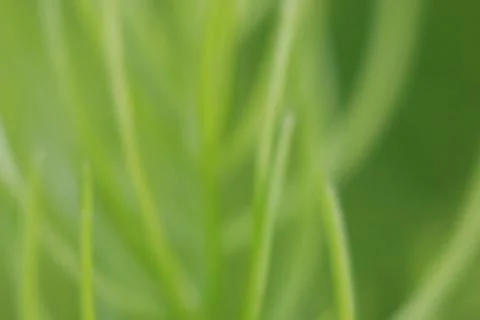 Leaves texture background , soft blur Stock Photos
