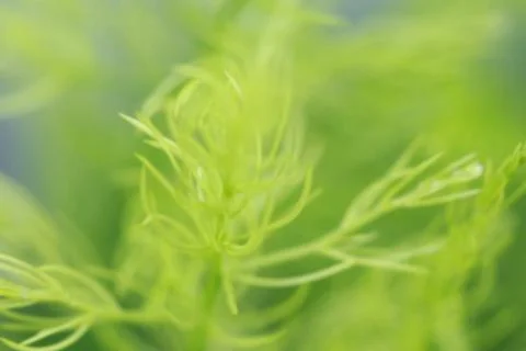 Leaves texture background , soft blur Foto stock