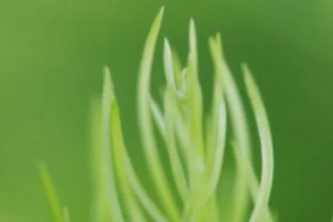Leaves texture background , soft blur 스톡 사진