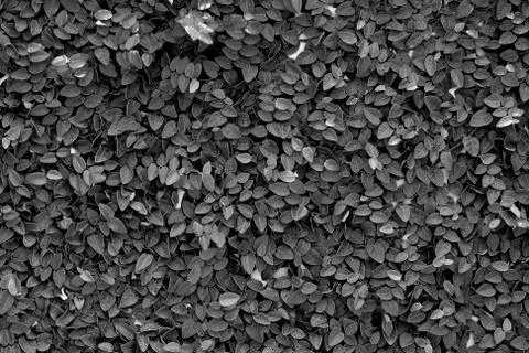 Leaves texture background , wallpaper pattern Stock Photos