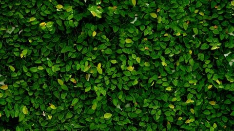 Leaves texture background , wallpaper pattern Foto stock