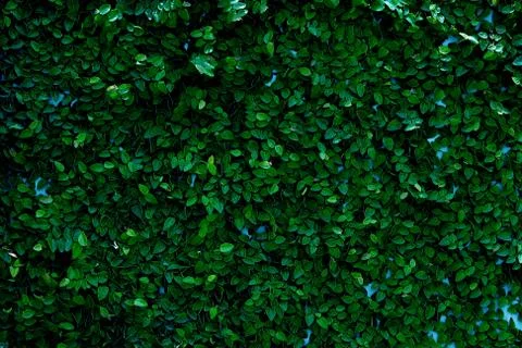 Leaves texture background , wallpaper pattern Foto stock