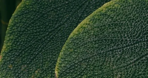 Leaves of texture Stock Footage 79608350