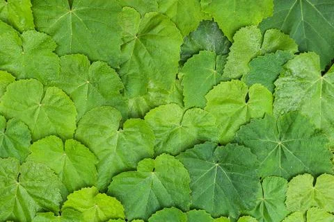 Leaves texture pattern Stock Photos