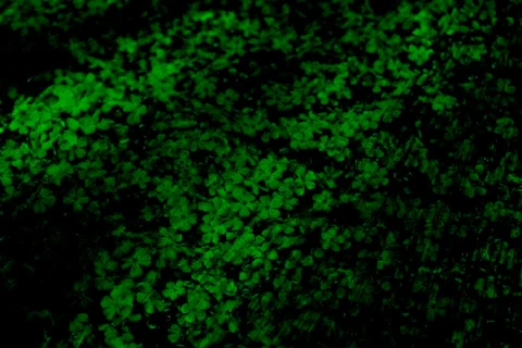 Leaves texture Stock Photos