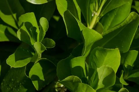 Leaves texture Stock Photos