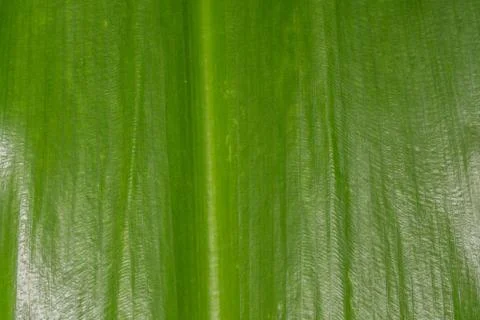 Leaves texture Stock Photos
