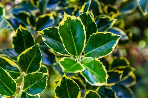 Leaves texture. Yellow-green leaves. Plants in the garden. Stock Photos
