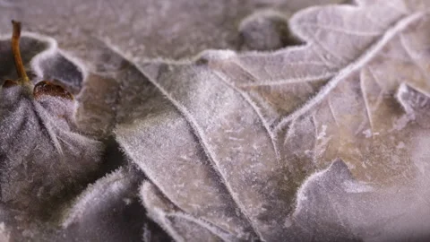 Leaves Thawing Timelapse 6K Stock Footage 311170932