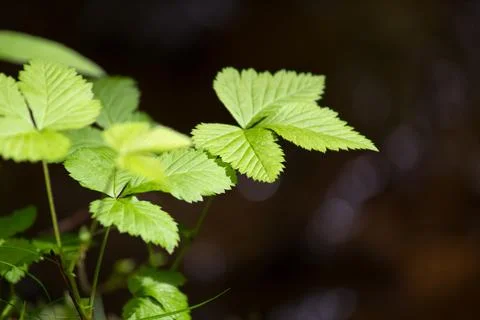 Leaves of Three Stock Photos