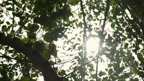 Leaves through the sun Stockbeeldmateriaal 113667294