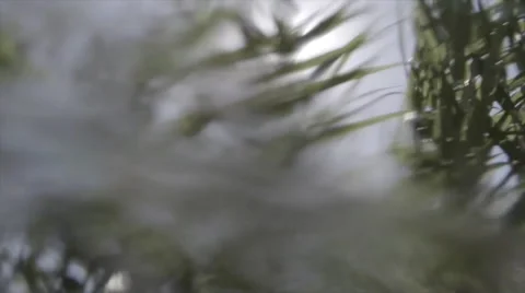 Leaves through a waterfall. Stock Footage 42208405