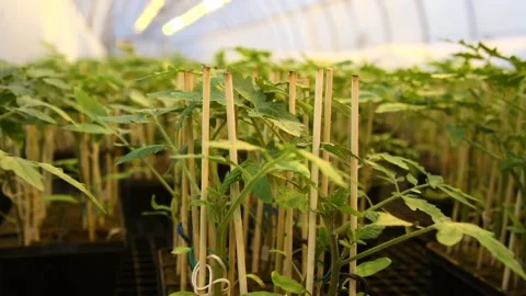 The leaves of the tomatoes Stock Footage 152106631