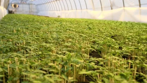 The leaves of the tomatoes Stock Footage 152106676