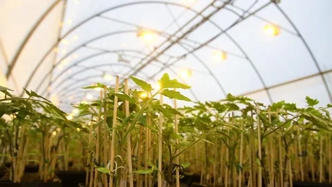 The leaves of the tomatoes Stock Footage 152106697