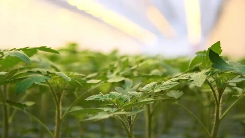 The leaves of the tomatoes Vídeo Stock 152106800