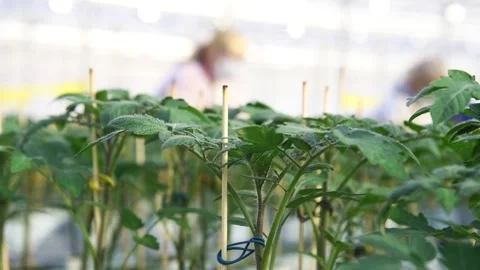 The leaves of the tomatoes Vídeo Stock 152107234