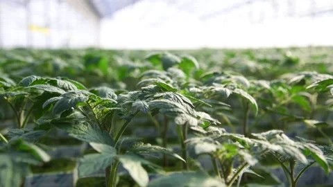 The leaves of the tomatoes Stock Footage 152107239