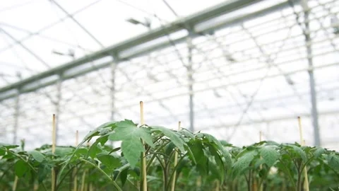 The leaves of the tomatoes Видео 152107330