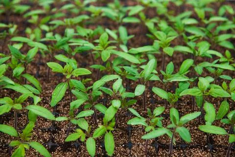 The leaves of the tomatoes Stock Photos