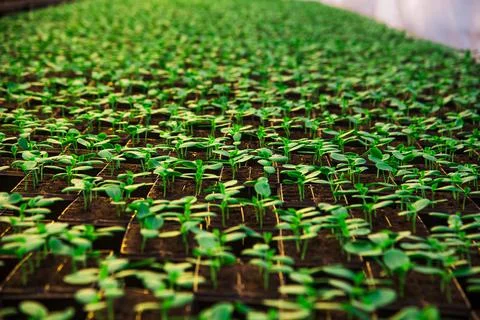 The leaves of the tomatoes Stock Photos
