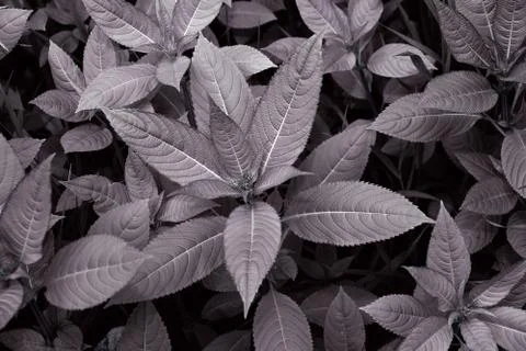Leaves top view background texture black-white Stock-Fotos