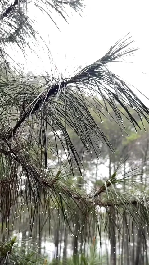 The leaves touched by drizzle Stock Footage 303816534