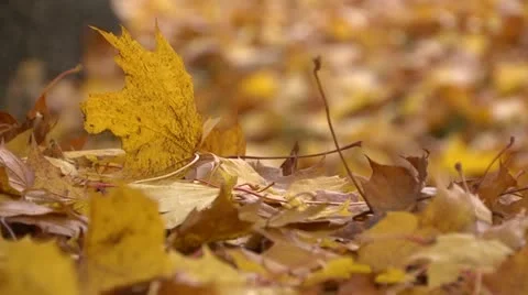 Leaves track L 01 by dwking Stock-Footage 12503579