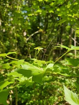 Leaves on trail Stock Photos