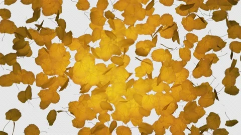 Leaves Transition On Alpha Stock Footage 160637160