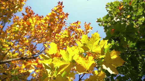 Leaves on the tree 1 Stock Footage 140456958