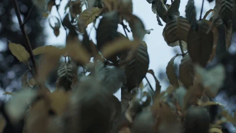 Leaves on a tree 2 動画素材 128139589