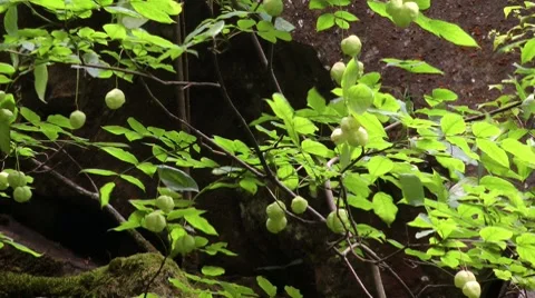 Leaves of a tree against a background of rocks Stock Footage 7759477