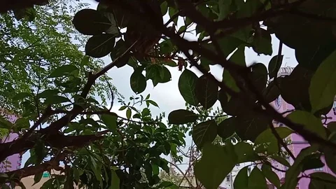 The leaves of the tree are moving in the wind Stock Footage 129890865
