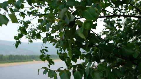 Leaves on the tree are pumped strong wind against the background of large river. Stock Footage 121221470