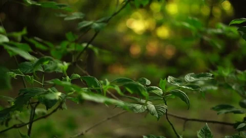 The leaves of the tree are swaying in the wind. Slow motion Stock Footage 77246513