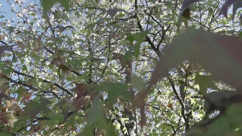 Leaves On Tree In Autumn Stock Footage 302776626