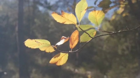 Leaves of a tree in autumn in the middle of a forest full of trees on a sunny Stock Footage 137297965