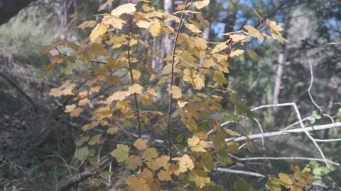 Leaves of a tree in autumn in the middle of a forest full of trees on a sunny Stock Footage 137566472