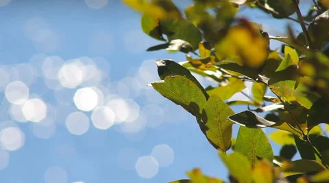 Leaves of the Tree on a Background Bokeh Stock Footage 67611776