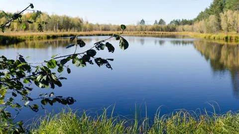 The leaves of the tree on the background of the clean surface of the water wi Stock Photos