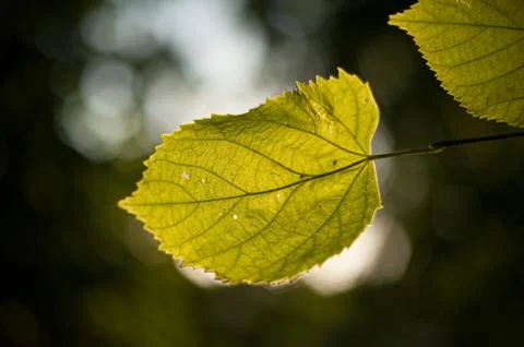 Leaves of a tree in backlight.. Stock Photos