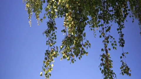 Leaves of a tree blow in the wind against a blue sky Stock Footage 115637342