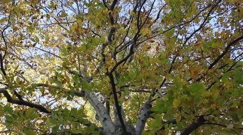 Leaves of a tree blow in the wind Stock Footage 44446971