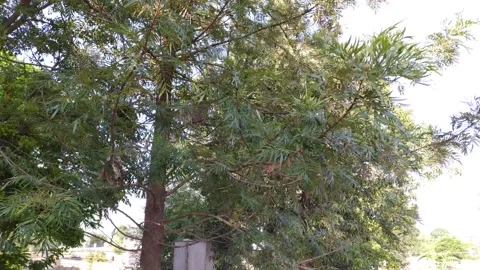 The leaves of tree blowing air. Video stock 131261007